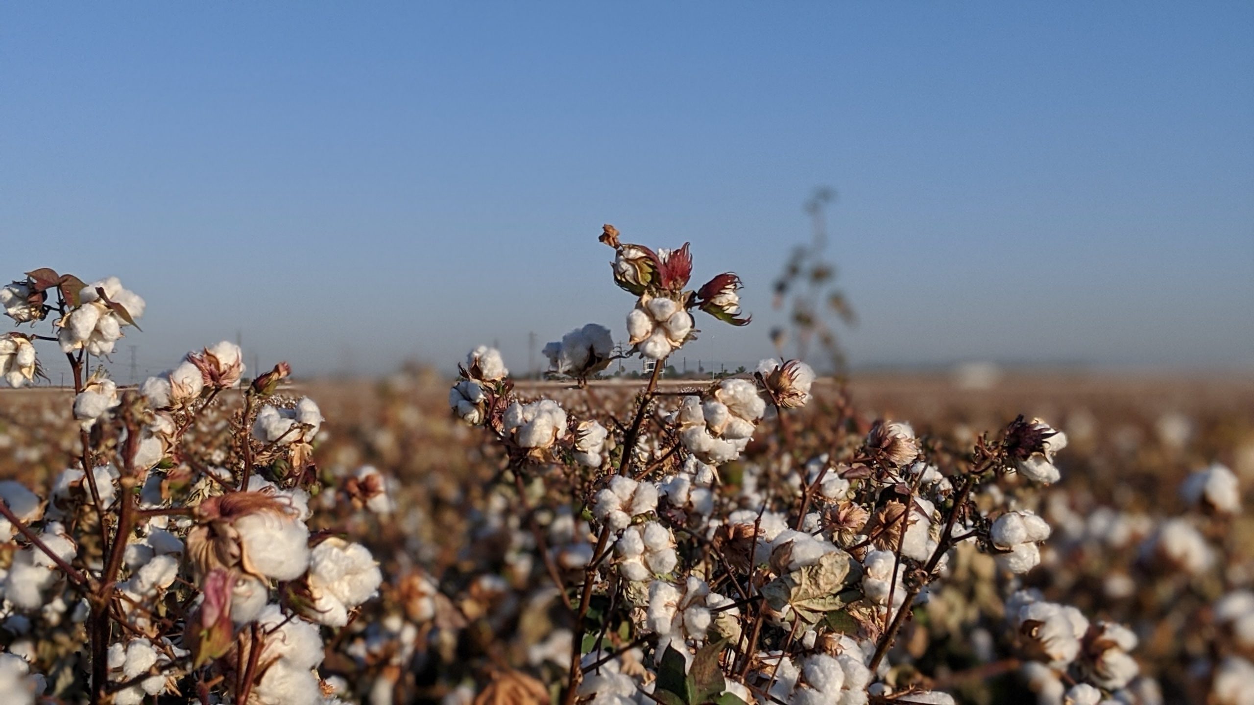 Cooperação Sul-Sul Brasileira: O Caso do “Cotton 4 + Togo”
